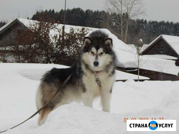 Кобель для вязки Слободской - изображение 1