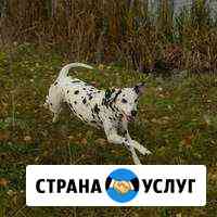 Передержка животных Самара