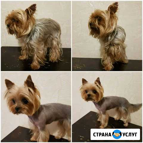 Стрижка собак/груминг Таганрог - изображение 1