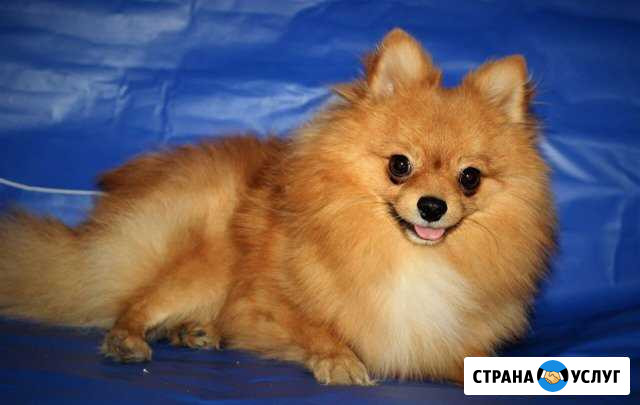 Рыжий шпиц Балаково - изображение 1
