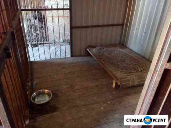 Передержка собак на время вашего отпуска Воронеж