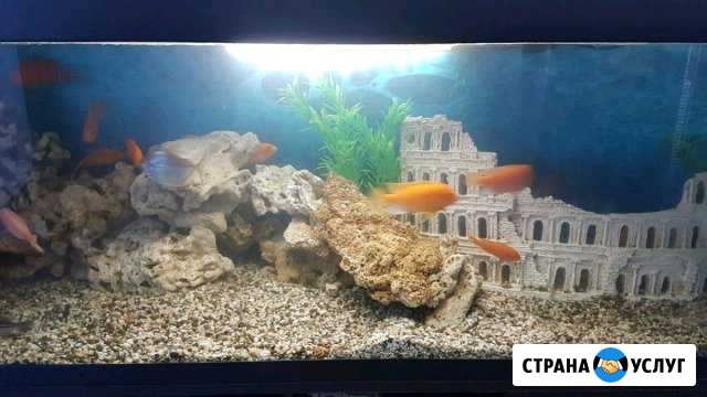 Чистка аквариума Набережные Челны - изображение 1