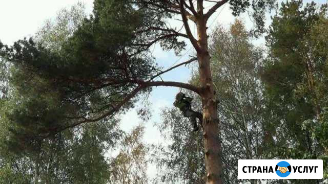 Спил деревьев по частям Кингисепп - изображение 1