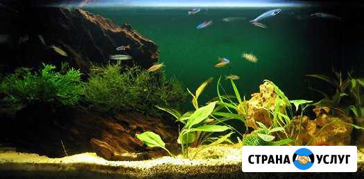 Обслуживание аквариумов Санкт-Петербург - изображение 1