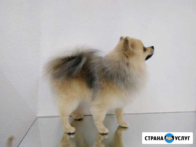 Стрижка собак Миасс - изображение 1