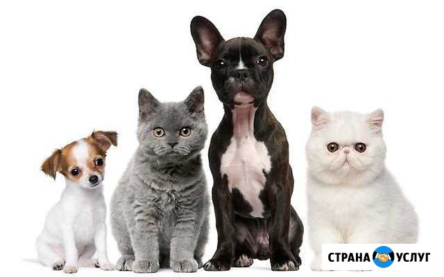 Передержка животных Краснодар - изображение 1