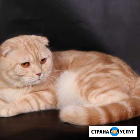 Предлагается кот для ваших кошечек Сургут - изображение 1