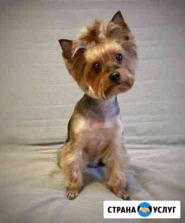 Стрижка собак Москва