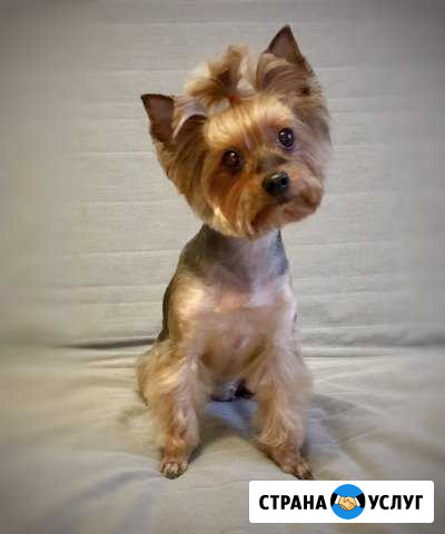 Стрижка собак Москва - изображение 1