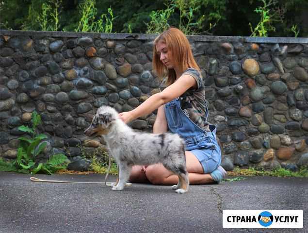 Профессиональный хендлер Бийск - изображение 1