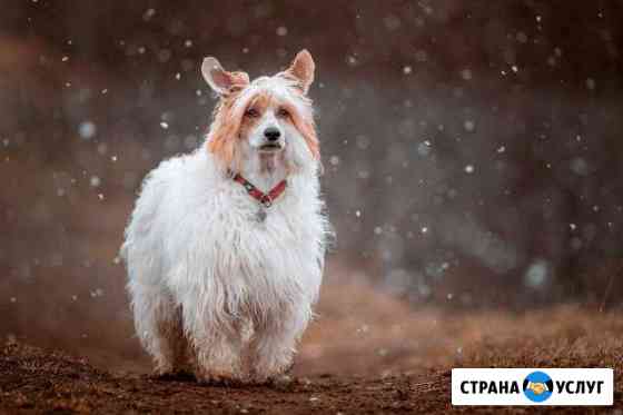 Фотосъемка животных и их хозяев) Люберцы