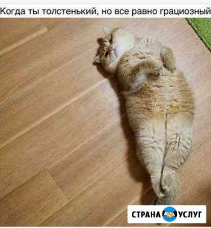 Передержка Квартирное содержание животных Волгоград
