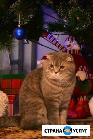 Шотландский котик навязку Иркутск - изображение 1