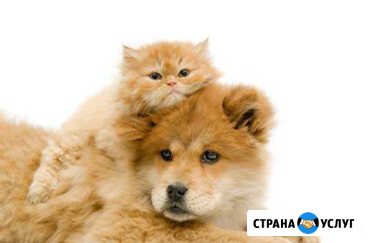 Стрижка Ваших питомцев Мурманск - изображение 1