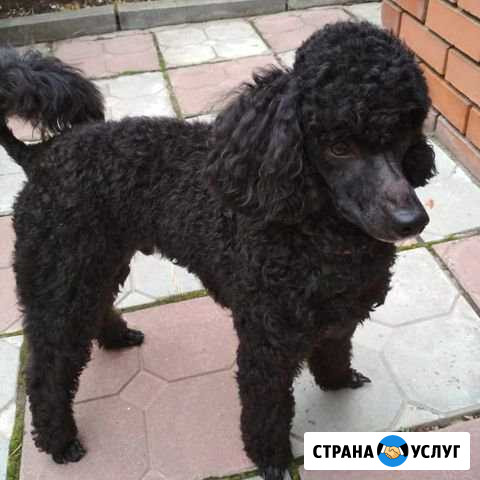 Стрижка Собак и Кошек с выездом на дом Геленджик - изображение 1