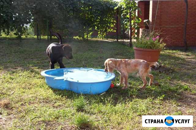 Передержка собак,котов,грызунов Ростов-на-Дону - изображение 1