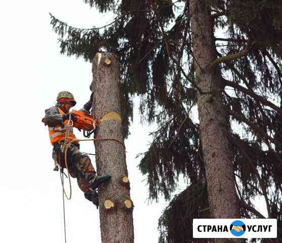 Спил и обрезка деревьев, Покос травы, поросли Таганрог