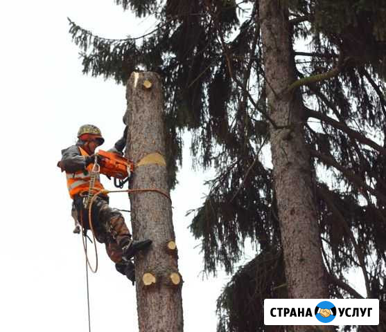 Спил и обрезка деревьев, Покос травы, поросли Таганрог - изображение 1