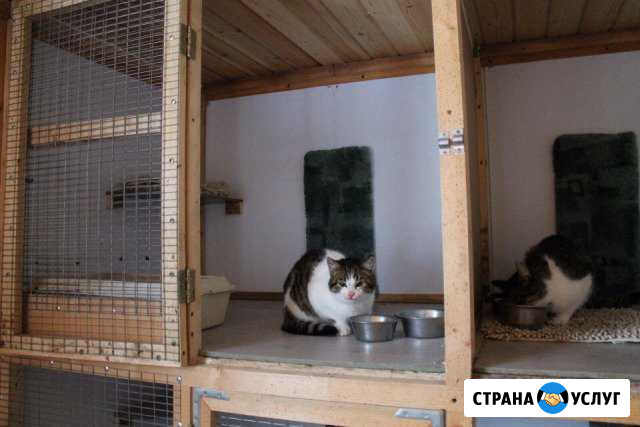 Домашняя передержка кошек Сарапул - изображение 1