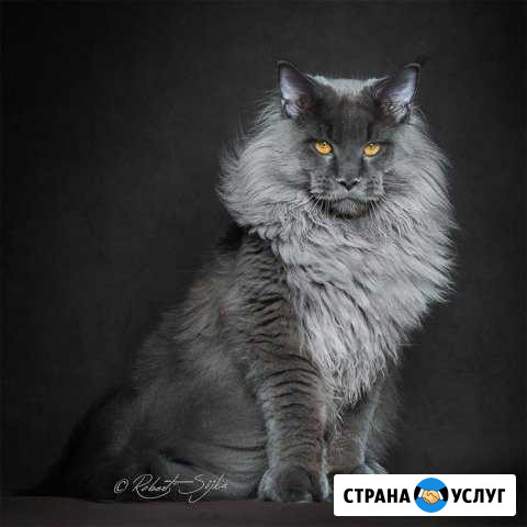Стрижка животных Новосибирск - изображение 1