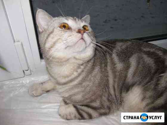 Вязка с британским котом Санкт-Петербург