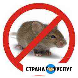 Траля крыс, мышей Новокуйбышевск