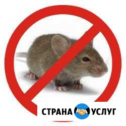 Траля крыс, мышей Новокуйбышевск - изображение 1