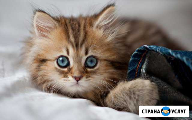 Зооняня. Передержка кошек и других мелких животных Курск - изображение 1
