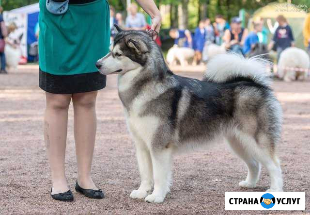 Подготовка собак к выставкам. Груминг Петрозаводск - изображение 1