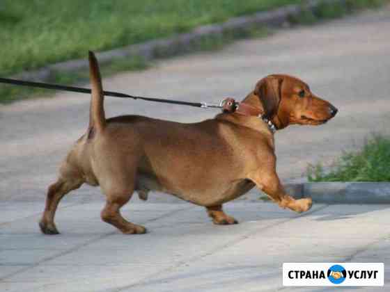 Выгул домашних животных Сыктывкар