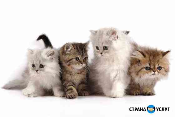 Передержка кошек Краснодар