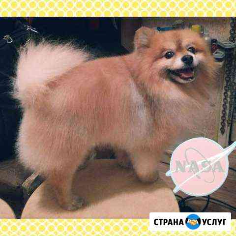 Стрижка собак и кошек, груминг Подольск