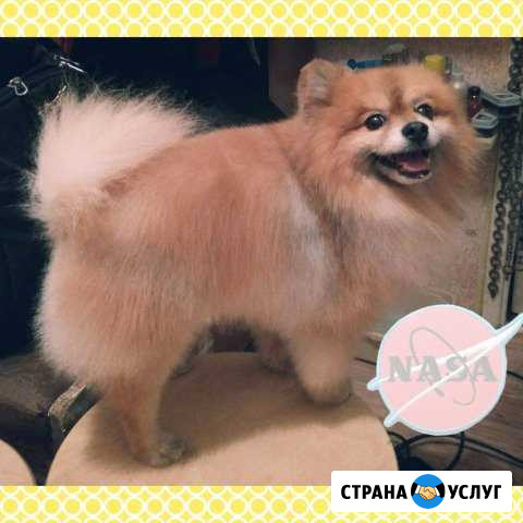 Стрижка собак и кошек, груминг Подольск - изображение 1