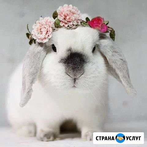 Стрижка кошек, собак Ноябрьск - изображение 1