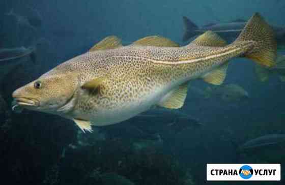 Морская рыбалка Мурманск