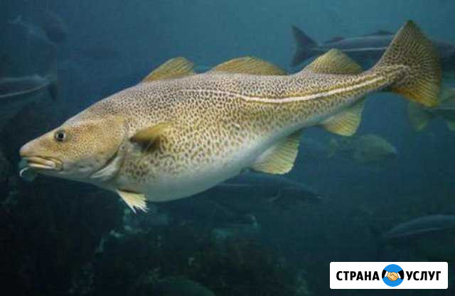 Морская рыбалка Мурманск - изображение 1