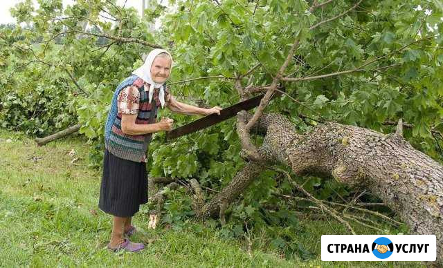 Спил деревьев. Вывоз Екатеринбург - изображение 1