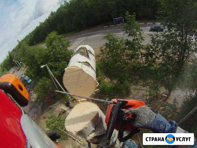Спилим вам дерево Псков - изображение 1
