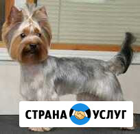 Стрижка собак, кошек и др.животных Саранск - изображение 1