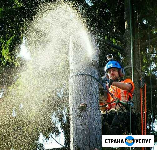 Спилить деревья. Вырубка деревьев.Расчистка участк Чехов - изображение 1
