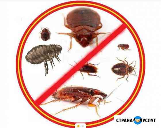 Уничтожение тараканов Самара