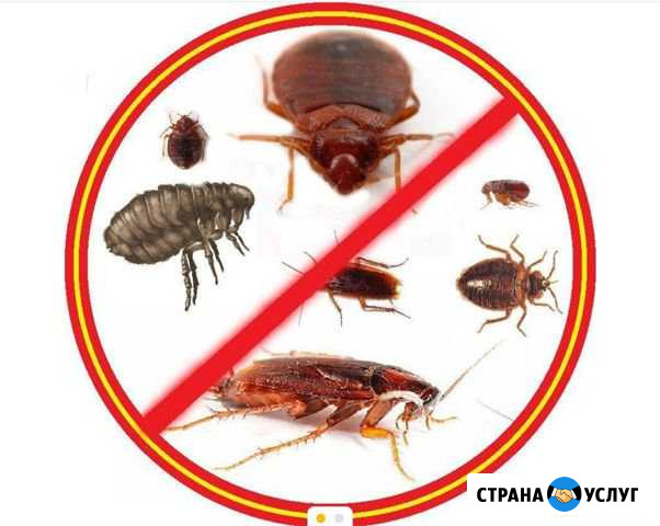 Уничтожение тараканов Самара - изображение 1