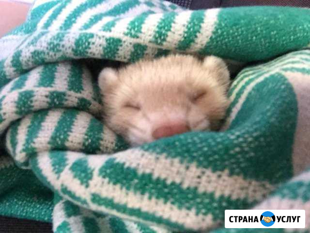 Вязка хорьков Жигулевск - изображение 1