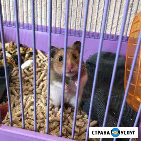 Передержка грызунов Ликино-Дулево
