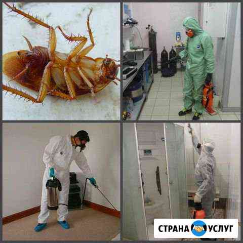 Дезинсекция от тараканов, клопов. Сэс, гарантия Самара