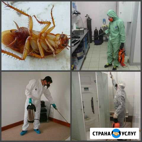 Дезинсекция от тараканов, клопов. Сэс, гарантия Самара - изображение 1