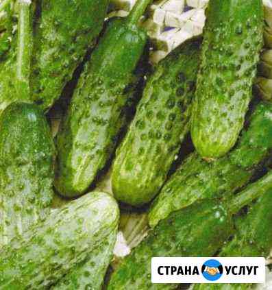 Огурцы Барнаул