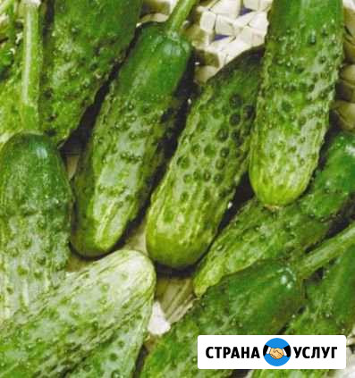 Огурцы Барнаул - изображение 1