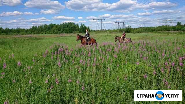 Плаванье на лошади, обучение, спорт, прогулки, ипп Пироговский - изображение 1