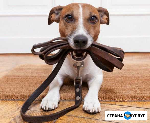 Выгул собак Старая - изображение 1